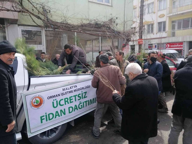 Ücretsiz Fidana İlgi