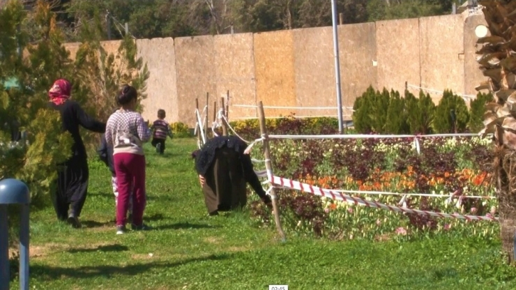 Şanlıurfa’da Laleleri Koparan Kadın Kameralara Yakalandı