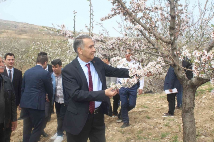 Kahta’da "nemrut Badem Çiçeği Festivali" Düzenlendi
