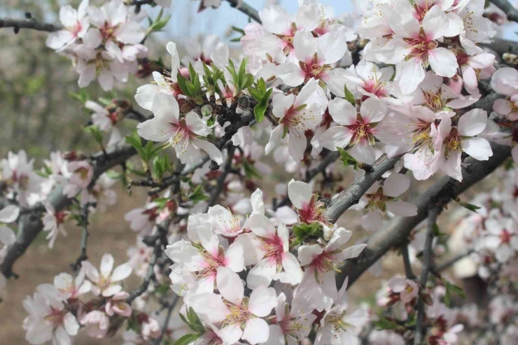 Kahta’da "nemrut Badem Çiçeği Festivali" Düzenlendi