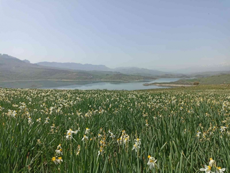 Gerger’de Yabani Nergisler Yerli Turistlerin İlgi Odağı Oluyor