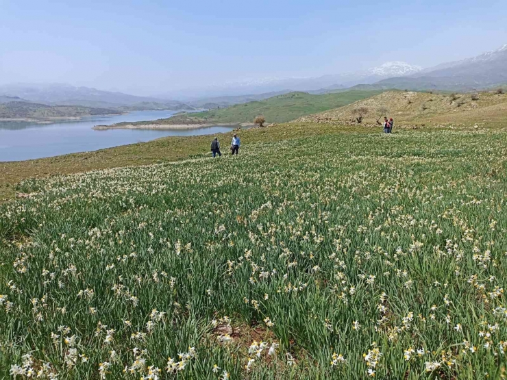 Gerger’de Yabani Nergisler Yerli Turistlerin İlgi Odağı Oluyor