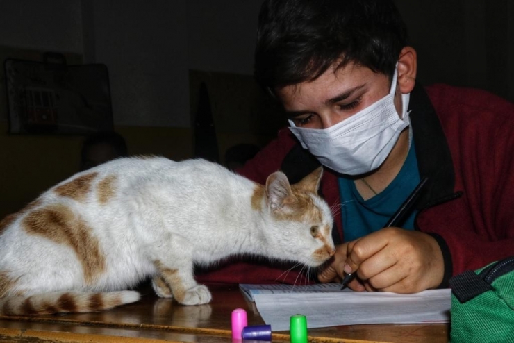 Diyarbakır’da Tedavi Edilen Kediler, Okulun Maskotu Oldu