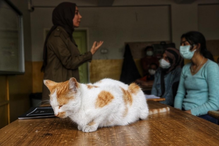 Diyarbakır’da Tedavi Edilen Kediler, Okulun Maskotu Oldu