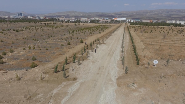 Yeşil Kampüste Yeşillik Çalışmaları Sürüyor