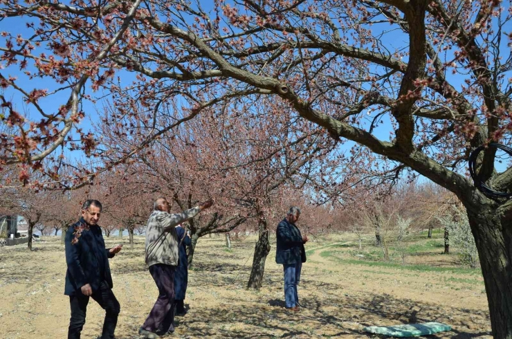 Kayısı Bahçelerini Don Vurdu