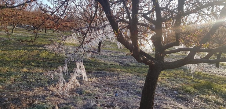 Kayısı Bahçelerini Don Vurdu