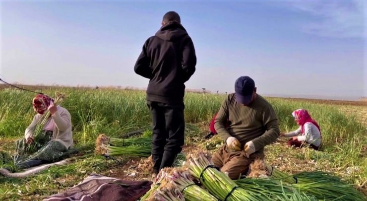 Şanlıurfa’da Sarımsak Alternatif Ürün Oldu