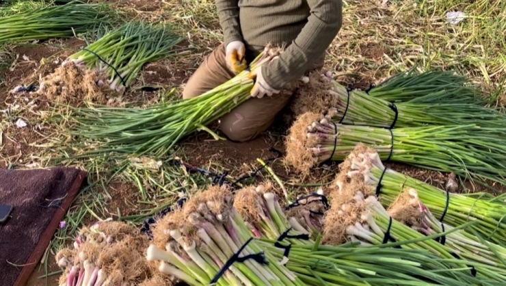 Şanlıurfa’da Sarımsak Alternatif Ürün Oldu