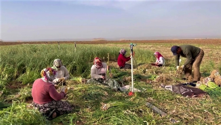 Şanlıurfa’da Sarımsak Alternatif Ürün Oldu