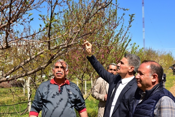 Vali Baruş, Hasar Gören Kayısı Bahçelerini İnceledi