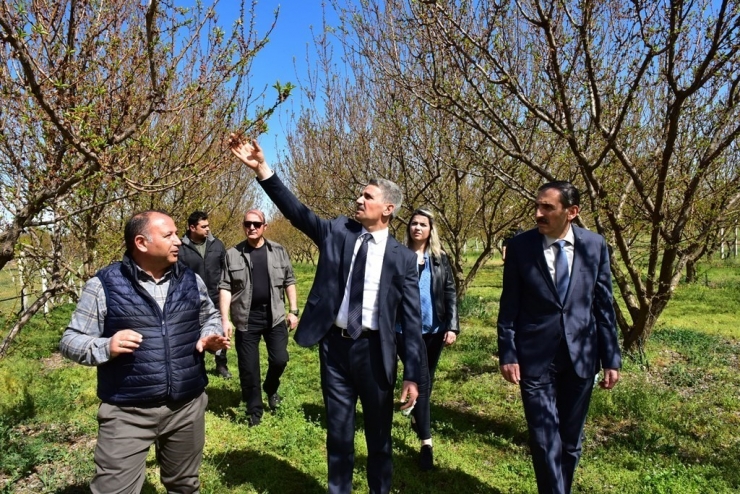 Vali Baruş, Hasar Gören Kayısı Bahçelerini İnceledi