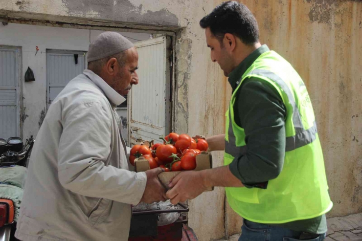 Belediye Serasında Yetiştirilen Domatesler İhtiyaç Sahiplerine Dağıtılıyor