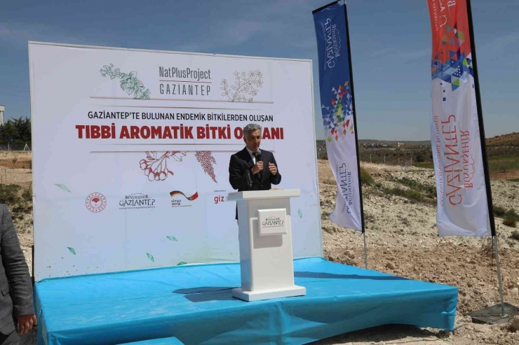 Büyükşehir, Tıbbi Ve Aromatik Bitkiler Ormanı Kurdu