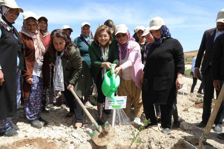 Büyükşehir, Tıbbi Ve Aromatik Bitkiler Ormanı Kurdu