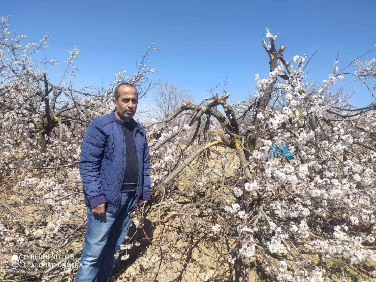 Malatya’da Kimliği Belirsiz Kişiler Kayısı Ağaçlarına Zarar Verdi