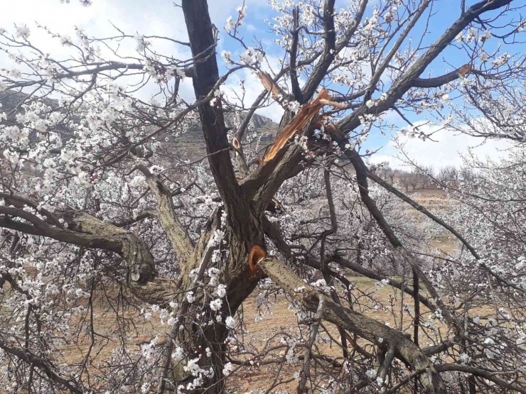 Malatya’da Kimliği Belirsiz Kişiler Kayısı Ağaçlarına Zarar Verdi