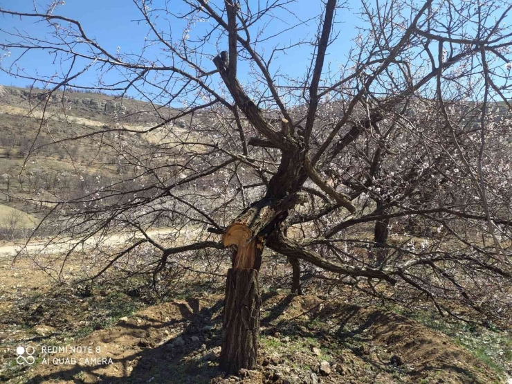 Malatya’da Kimliği Belirsiz Kişiler Kayısı Ağaçlarına Zarar Verdi