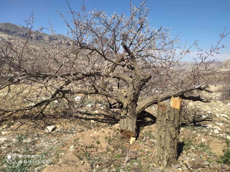 Malatya’da Kimliği Belirsiz Kişiler Kayısı Ağaçlarına Zarar Verdi