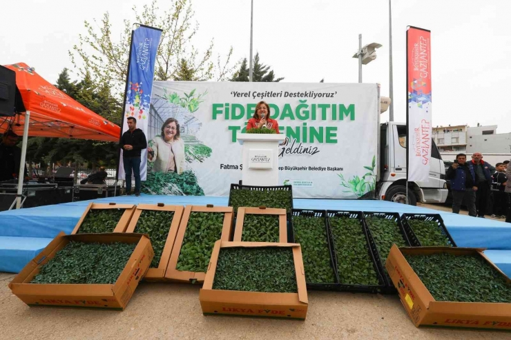 Gaziantep’te Tarımsal Üretime 2 Milyon Fide Desteği