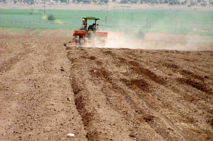 Bayrama Günler Kala Ekimine Başlandı