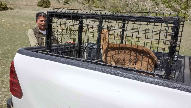 Tedavisi Tamamlanan Dağ Keçisi Doğaya Bırakıldı