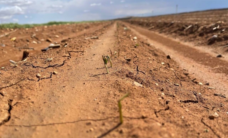 Sel, Suruç’ta Ekili Arazilere Zarar Verdi