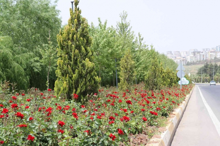 Şanlıurfa’nın Cadde Ve Sokaklarında Çiçek Açacak