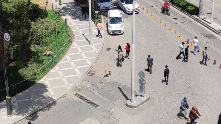 Vatandaşa Saldıran Sokak Köpekleri Belediye Tarafından Toplatıldı