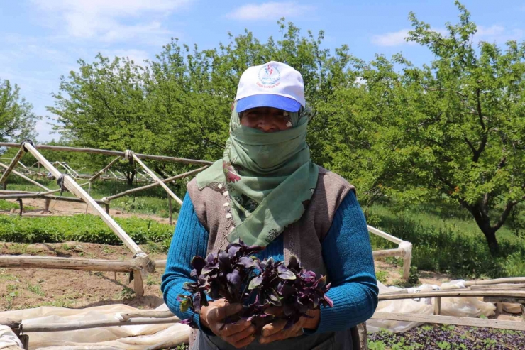 Don Vuran Kayısıların Yerine Üreticiler Sebze Ekimine Yöneldi