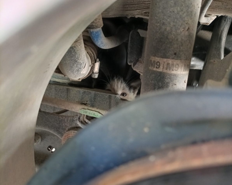 Aracın Alt Kısmına Sıkışan Kediyi İtfaiye Çıkarttı