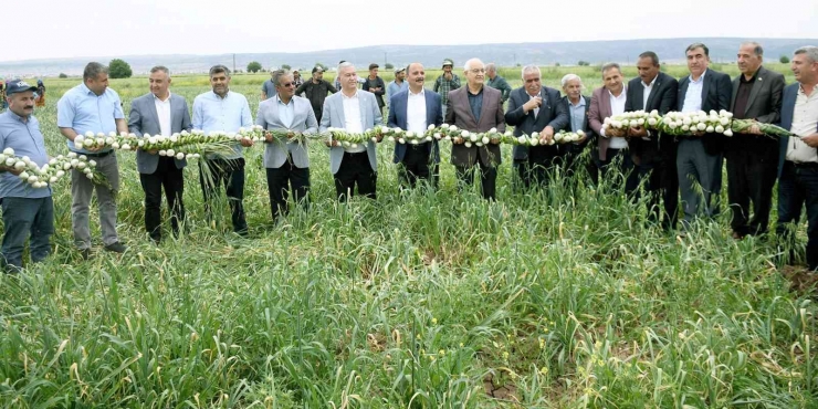 Milletvekili Erdoğan Çiftçiler Gününü Tarlada Kutladı