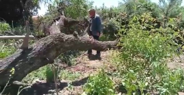 Fırtına, Badem Ağacını Kökünden Söktü