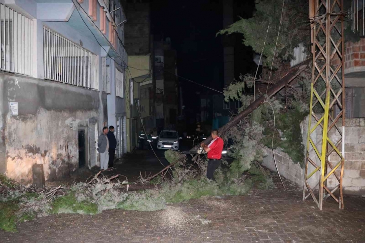 Şanlıurfa’da Fırtına Ağaçları Devirdi