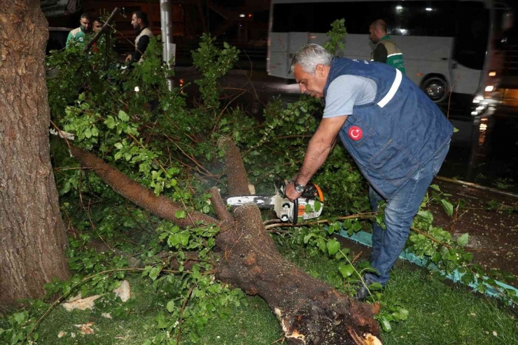 Şanlıurfa’da Fırtına Ağaçları Devirdi