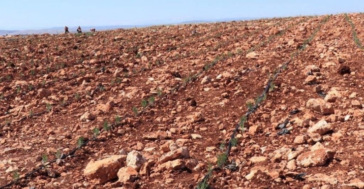 Halfeti Dağları Lavanta Kokacak