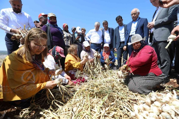 Araban’da Festival Coşkusu