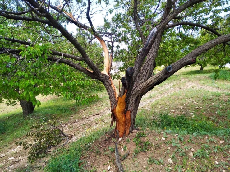 Yıldırım Düşen Ağaç Parçalandı