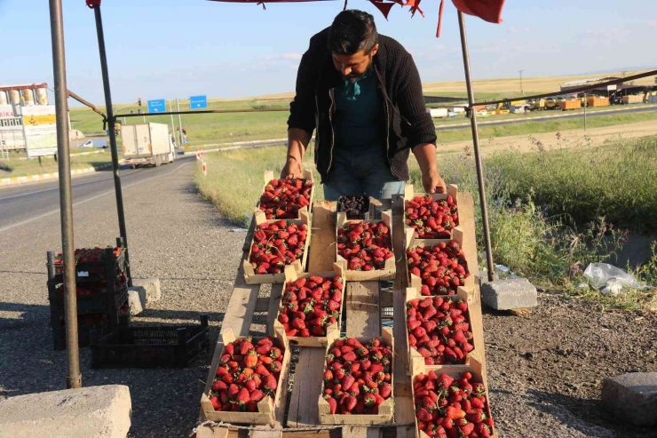 Market Çalışanı Ücreti Yetersiz Bulunca Çilek İşine Girdi: Yıllık Kazancı 800 Bin Tl