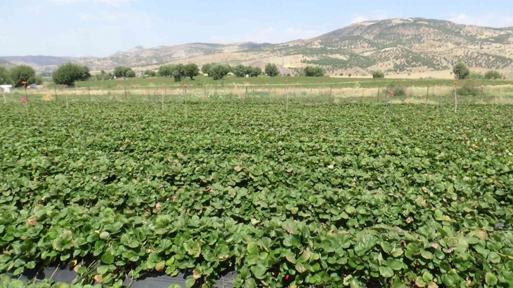 Market Çalışanı Ücreti Yetersiz Bulunca Çilek İşine Girdi: Yıllık Kazancı 800 Bin Tl