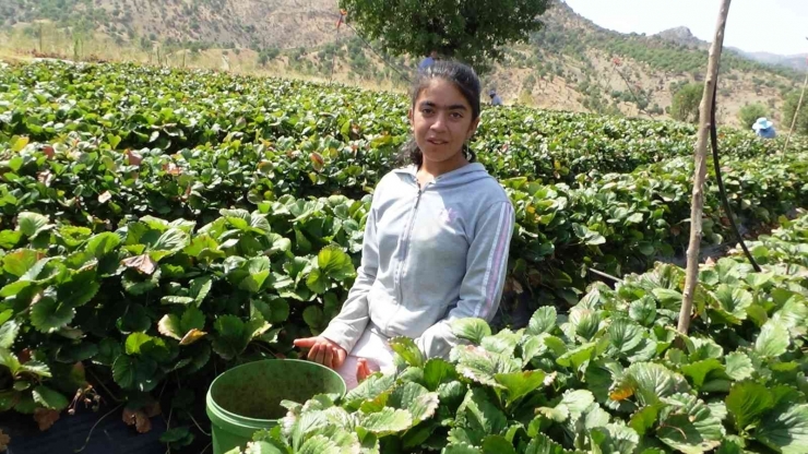 Market Çalışanı Ücreti Yetersiz Bulunca Çilek İşine Girdi: Yıllık Kazancı 800 Bin Tl