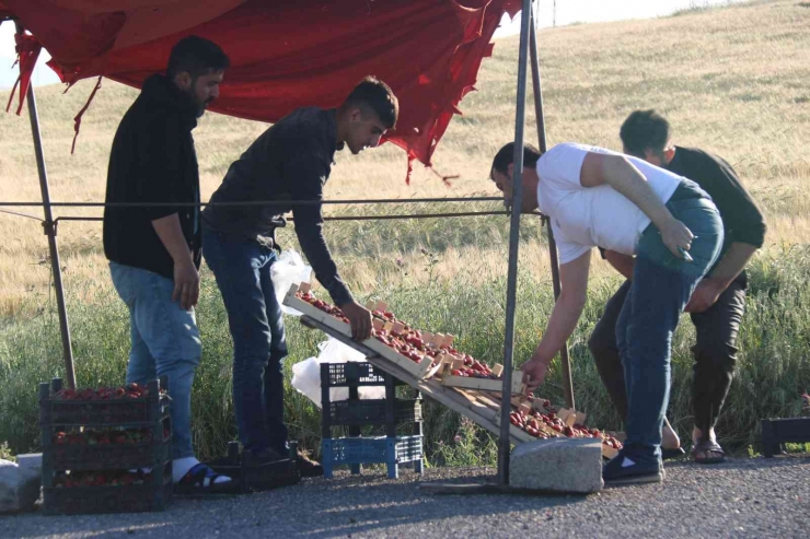 Market Çalışanı Ücreti Yetersiz Bulunca Çilek İşine Girdi: Yıllık Kazancı 800 Bin Tl