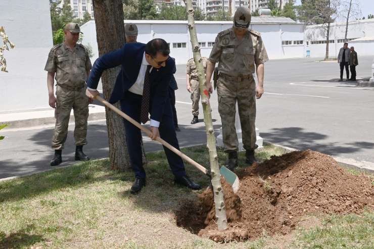 Vali Ayhan Mehmetçik İle Birlikte Ağaç Dikti