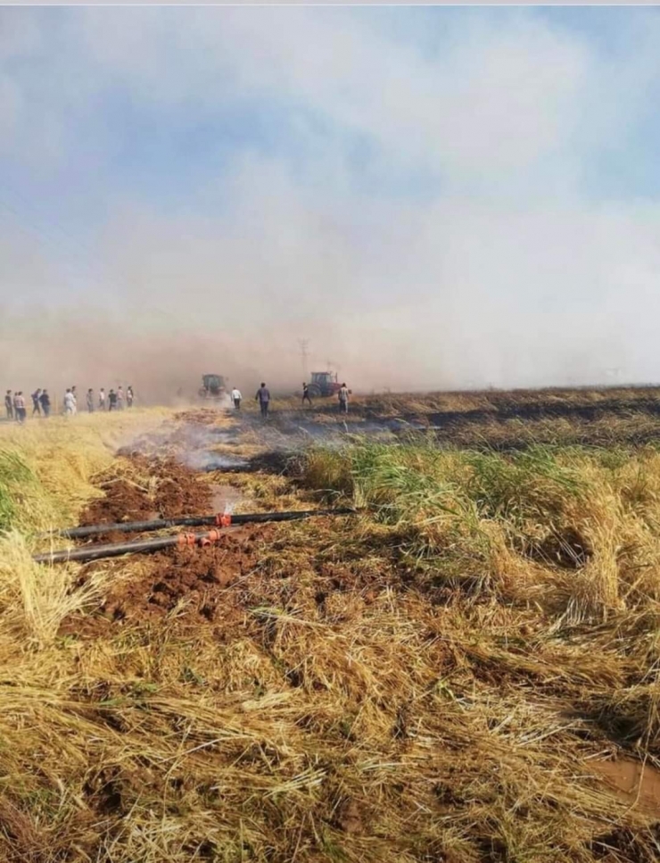 Şanlıurfa’da 80 Dönüm Buğday Tarlası Yandı