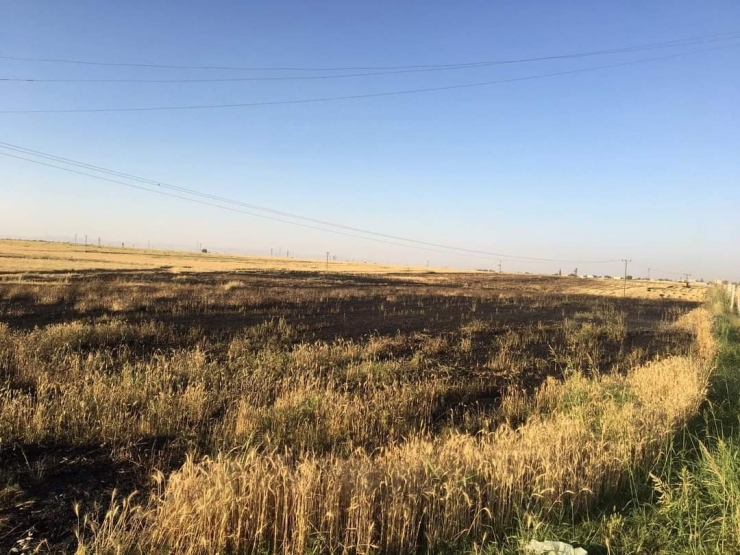 Şanlıurfa’da 80 Dönüm Buğday Tarlası Yandı
