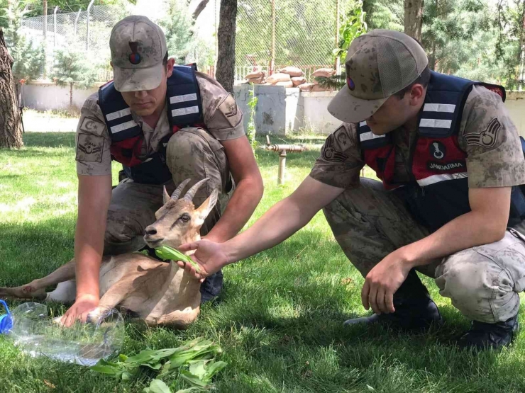 Yaralı Dağ Keçilerine Jandarma Şefkati