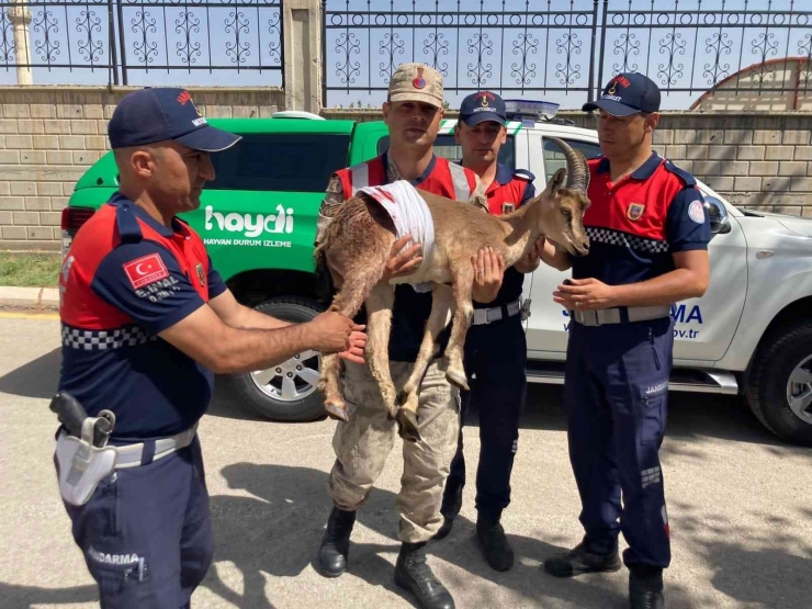 Yaralı Dağ Keçilerine Jandarma Şefkati