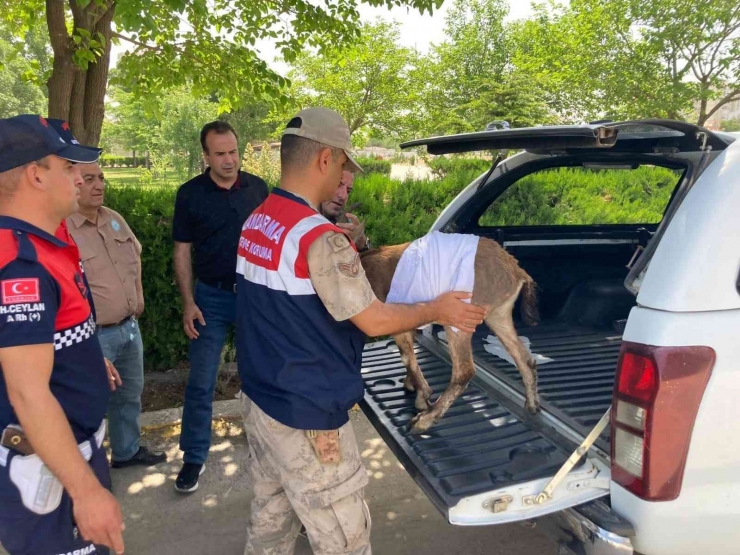 Yaralı Dağ Keçilerine Jandarma Şefkati