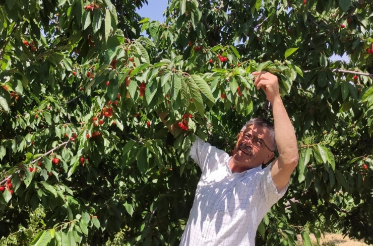 Dalbastı Kirazında Rekolte Düştü Kalite Yükseldi