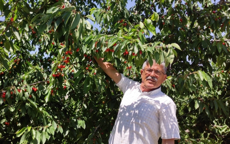 Dalbastı Kirazında Rekolte Düştü Kalite Yükseldi